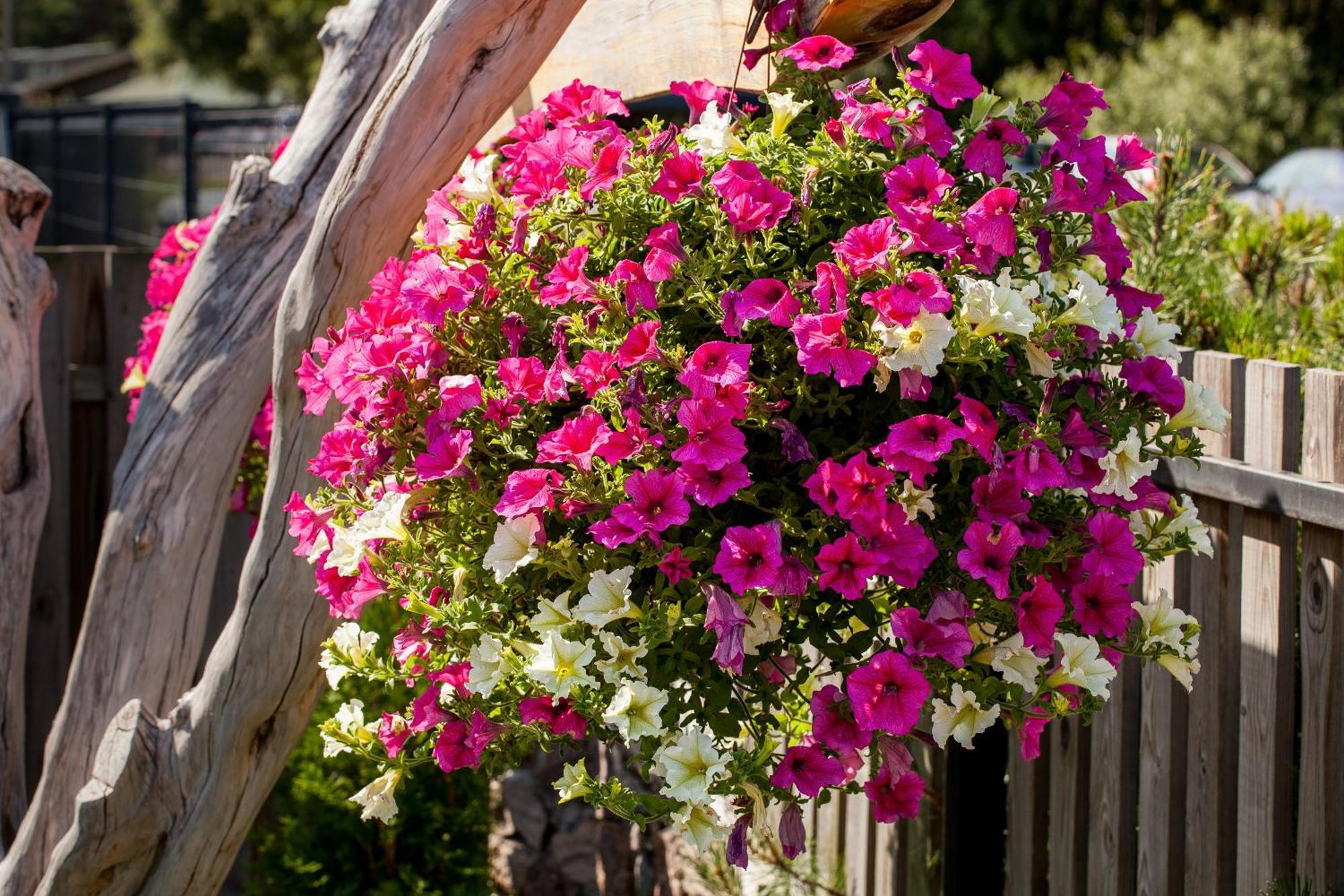 Vila Sraige Palanga Exterior foto